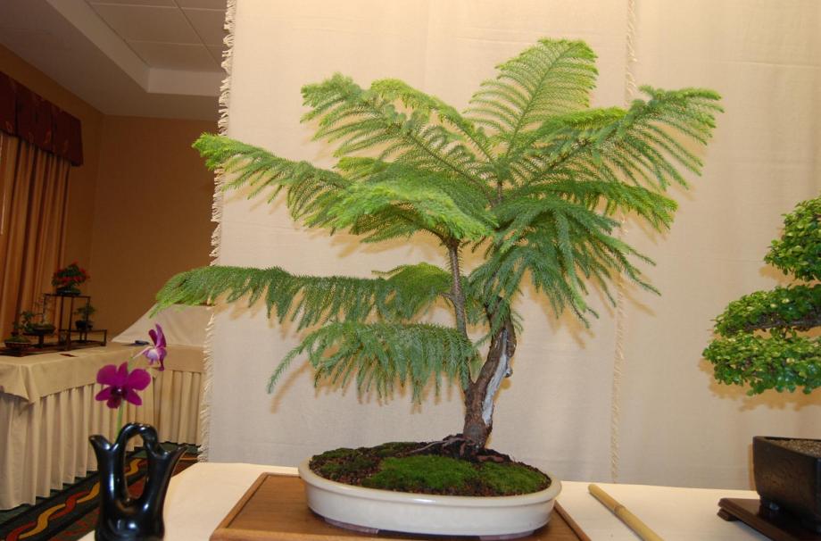 2010 Annual Show