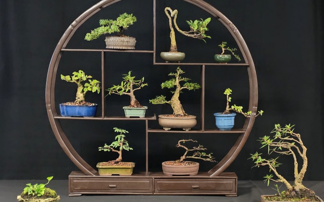 2026 Bonsai Society of Florida Convention