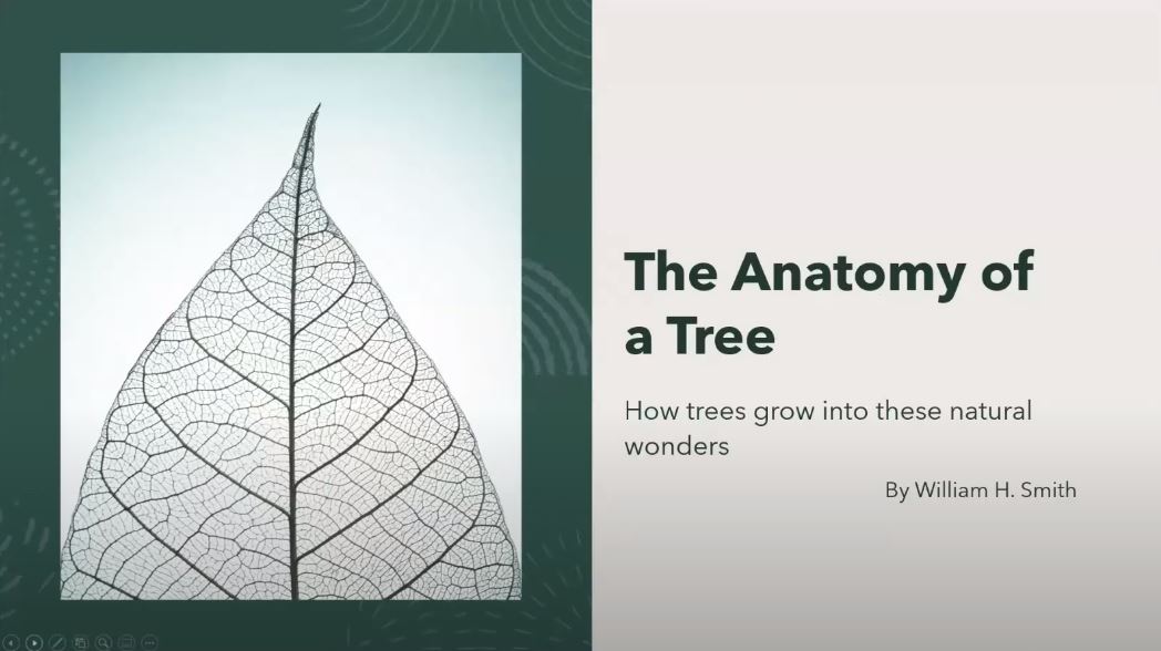 The Anatomy of a Tree