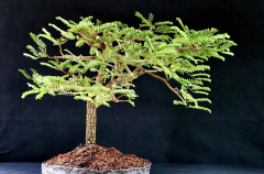 #1 Tamarind 20H X 31W_1