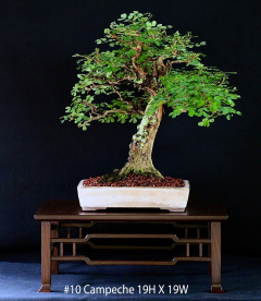 #10 Campeche 19H X 19W