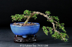 #12 Fukien Tea 7H X 12W