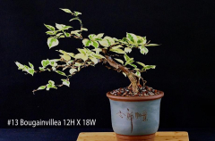 #13 Bougainvillea 12H X 18W