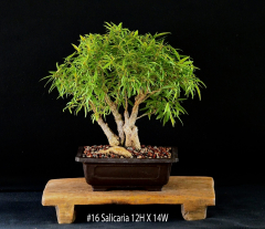 #16Salicaria12HX14W[1]