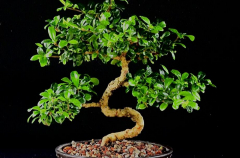 #17 Fukien Tea 12H X 14W