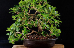 #18 Green Island Ficus 13H X 17W