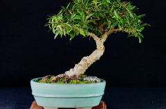 #2 Salicaria 10H X 10W_0