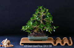 #20 Green Island Ficus 12H X 15W