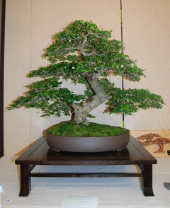 2010-bsswf-exhibit-002