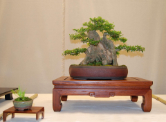 2010-bsswf-exhibit-006