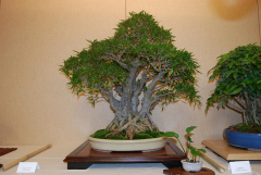 2010-bsswf-exhibit-008