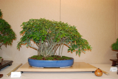 2010-bsswf-exhibit-009