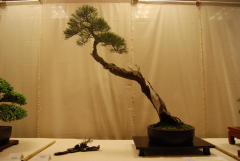 2010-bsswf-exhibit-010