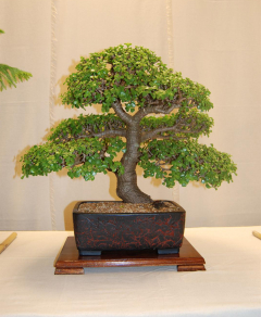 2010-bsswf-exhibit-011