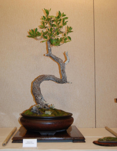 2010-bsswf-exhibit-015