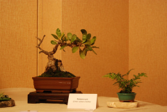 2010-bsswf-exhibit-018