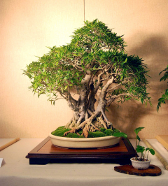 2010-bsswf-exhibit-023