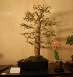 2010-bsswf-exhibit-029