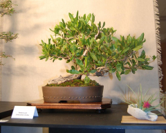 2010-bsswf-exhibit-030