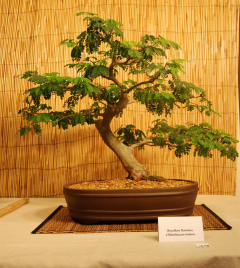 2010-bsswf-exhibit-031