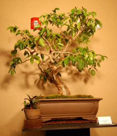 2010-bsswf-exhibit-037