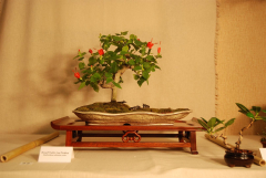 2010-bsswf-exhibit-042