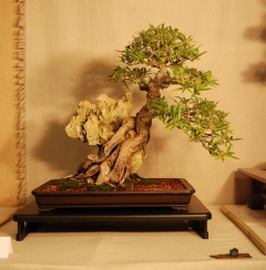 2010-bsswf-exhibit-046