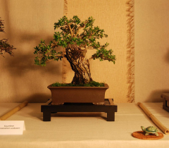 2010-bsswf-exhibit-048