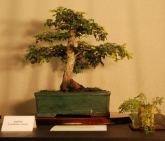 2010-bsswf-exhibit-050