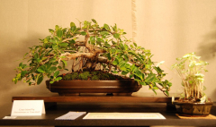 2010-bsswf-exhibit-052