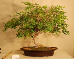 2010-bsswf-exhibit-054