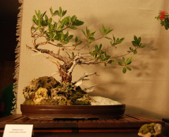 2010-bsswf-exhibit-058