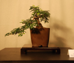 2010-bsswf-exhibit-070