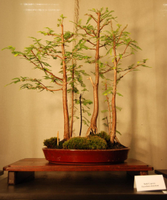 2010-bsswf-exhibit-072