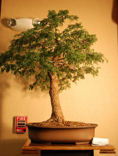 2010-bsswf-exhibit-076