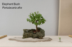 2018 SWFL Bonsai Society Annual Show-0001