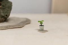 2018 SWFL Bonsai Society Annual Show-0002