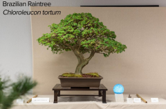 2018 SWFL Bonsai Society Annual Show-0003