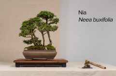 2018 SWFL Bonsai Society Annual Show-0005