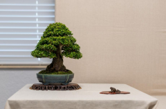 2018 SWFL Bonsai Society Annual Show-0007