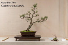 2018 SWFL Bonsai Society Annual Show-0009