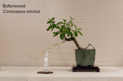 2018 SWFL Bonsai Society Annual Show-0010