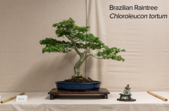 2018 SWFL Bonsai Society Annual Show-0011