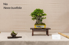 2018 SWFL Bonsai Society Annual Show-0013