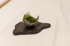 2018 SWFL Bonsai Society Annual Show-0014