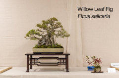 2018 SWFL Bonsai Society Annual Show-0015