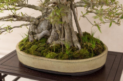 2018 SWFL Bonsai Society Annual Show-0016