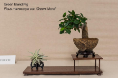 2018 SWFL Bonsai Society Annual Show-0017