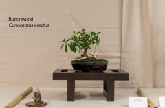 2018 SWFL Bonsai Society Annual Show-0018