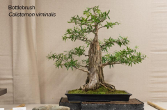2018 SWFL Bonsai Society Annual Show-0020